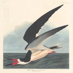 Black Skimmer，1836 作者 约翰·詹姆斯·奥杜邦